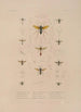 Voyage autour du monde Pl074 - Louis-Isidore Duperrey — artwork view