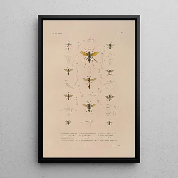 Voyage autour du monde Pl074 - Louis-Isidore Duperrey — framed artwork on a wall