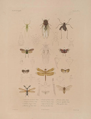 LouisIsidore Duperrey - Voyage autour du monde Pl075.webp