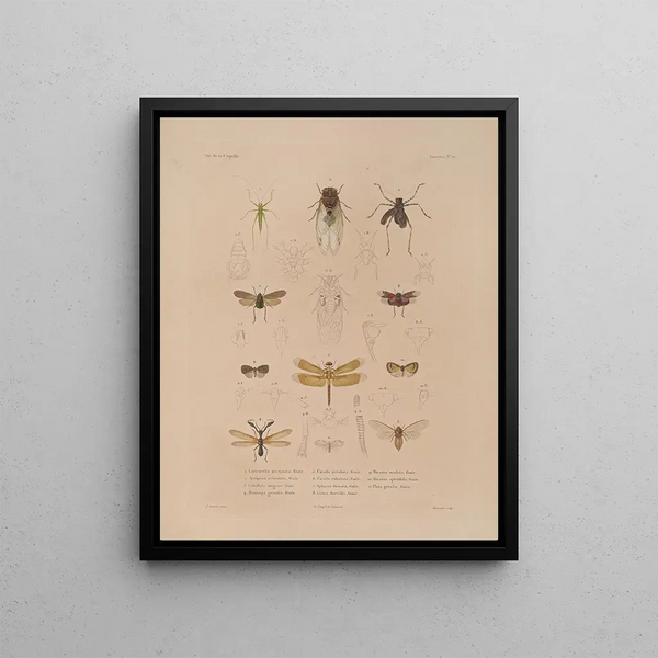 Voyage around the World Pl075 - Louis-Isidore Duperrey — framed artwork on a wall