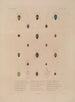 Voyage autour du monde Pl076 - Louis-Isidore Duperrey — artwork view
