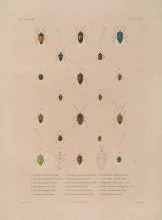 LouisIsidore Duperrey - Voyage autour du monde Pl076.webp