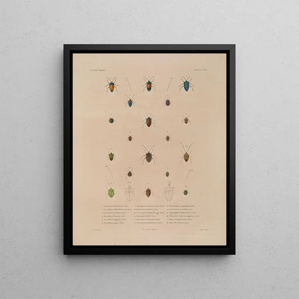 Voyage autour du monde Pl076 - Louis-Isidore Duperrey — framed artwork on a wall
