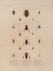Voyage around the World Pl077 - Louis-Isidore Duperrey — artwork view