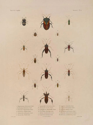 LouisIsidore Duperrey - Voyage autour du monde Pl077.webp