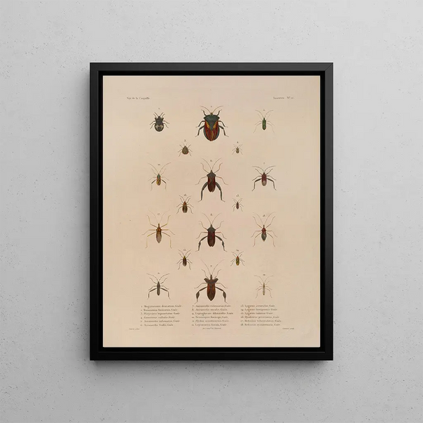 Voyage around the World Pl077 - Louis-Isidore Duperrey — framed artwork on a wall