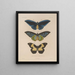 Voyage autour du monde Pl078 - Louis-Isidore Duperrey — framed artwork on a wall