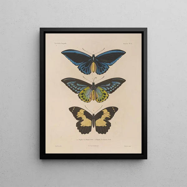 Voyage autour du monde Pl078 - Louis-Isidore Duperrey — framed artwork on a wall