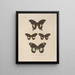 Voyage around the World Pl079 - Louis-Isidore Duperrey — framed artwork on a wall