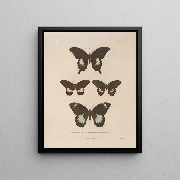 Voyage around the World Pl079 - Louis-Isidore Duperrey — framed artwork on a wall