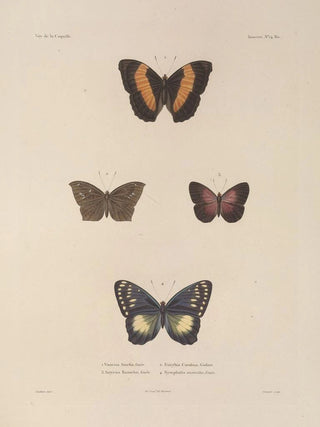 LouisIsidore Duperrey - Voyage autour du monde Pl080.webp