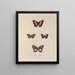 Voyage autour du monde Pl080 - Louis-Isidore Duperrey — framed artwork on a wall
