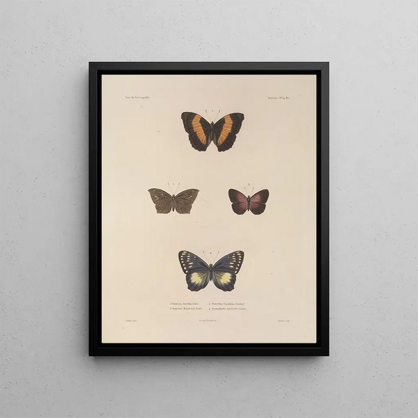 Voyage autour du monde Pl080 - Louis-Isidore Duperrey — framed artwork on a wall