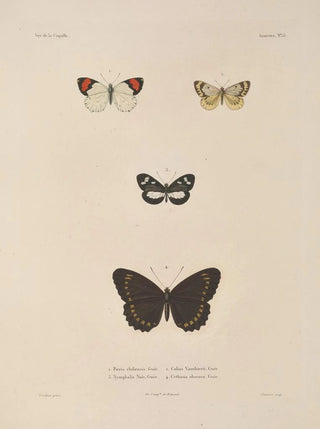 LouisIsidore Duperrey - Voyage autour du monde Pl081.webp