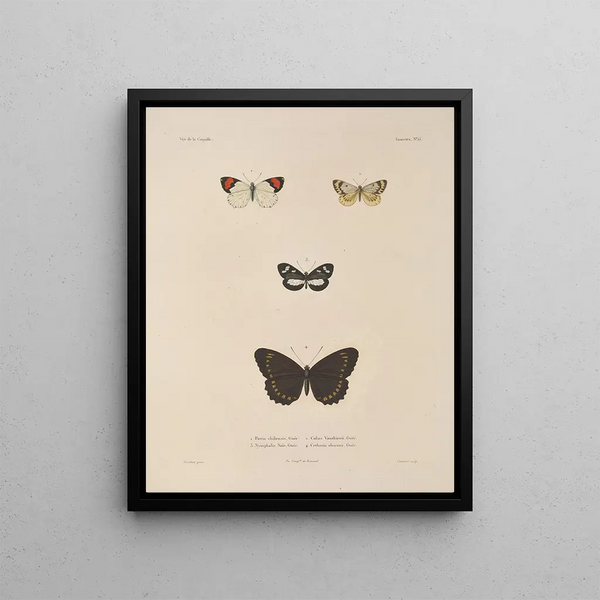 Voyage autour du monde Pl081 - Louis-Isidore Duperrey — framed artwork on a wall