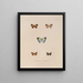 Voyage autour du monde Pl082 - Louis-Isidore Duperrey — framed artwork on a wall
