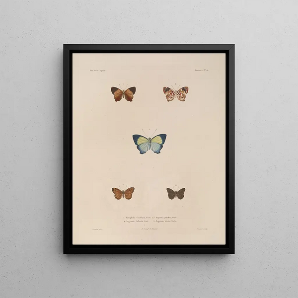Voyage autour du monde Pl082 - Louis-Isidore Duperrey — framed artwork on a wall