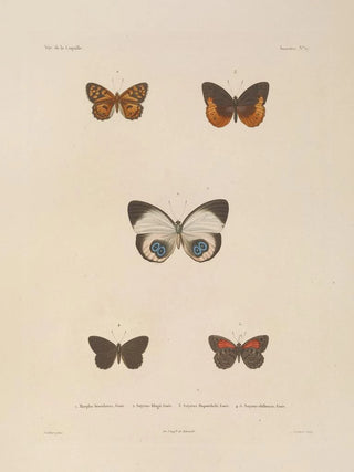 LouisIsidore Duperrey - Voyage autour du monde Pl083.webp