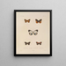 Voyage around the World Pl083 - Louis-Isidore Duperrey — framed artwork on a wall