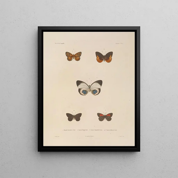 Voyage around the World Pl083 - Louis-Isidore Duperrey — framed artwork on a wall