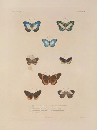 LouisIsidore Duperrey - Voyage autour du monde Pl084.webp