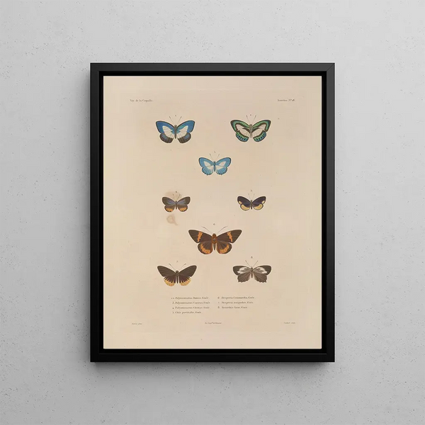 Voyage autour du monde Pl084 - Louis-Isidore Duperrey — framed artwork on a wall
