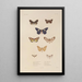 Voyage around the World Pl085 - Louis-Isidore Duperrey — framed artwork on a wall