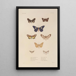 LouisIsidore Duperrey - Voyage autour du monde Pl085.webp