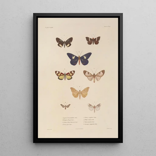 Voyage around the World Pl085 - Louis-Isidore Duperrey — framed artwork on a wall