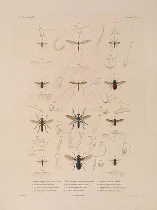 LouisIsidore Duperrey - Voyage autour du monde Pl086.webp