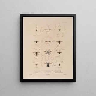 LouisIsidore Duperrey - Voyage autour du monde Pl086.webp