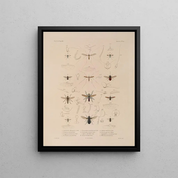 Voyage around the world Pl086 - Louis-Isidore Duperrey — framed artwork on a wall