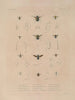 Voyage around the World Pl087 - Louis-Isidore Duperrey — artwork view