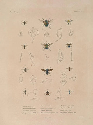 LouisIsidore Duperrey - Voyage autour du monde Pl087.webp