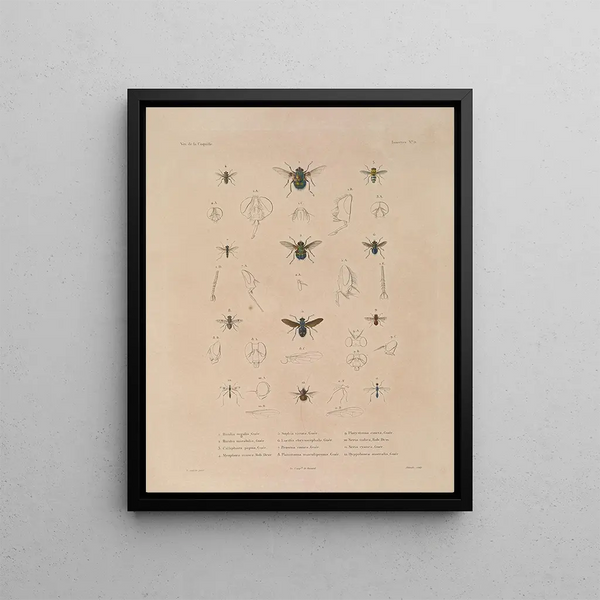 Voyage around the World Pl087 - Louis-Isidore Duperrey — framed artwork on a wall
