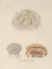 Voyage around the World Pl088 - Louis-Isidore Duperrey — artwork view