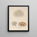 Voyage around the World Pl088 - Louis-Isidore Duperrey — framed artwork on a wall