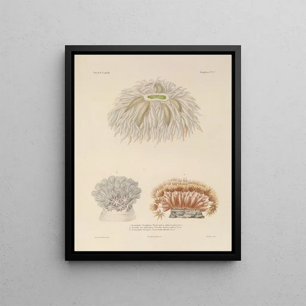 Voyage around the World Pl088 - Louis-Isidore Duperrey — framed artwork on a wall