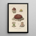 Voyage around the World Pl089 - Louis-Isidore Duperrey — framed artwork on a wall