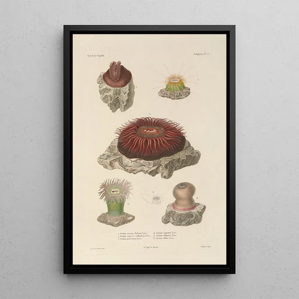 Voyage around the World Pl089 - Louis-Isidore Duperrey — framed artwork on a wall