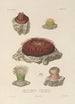 Voyage around the World Pl089 - Louis-Isidore Duperrey — artwork view