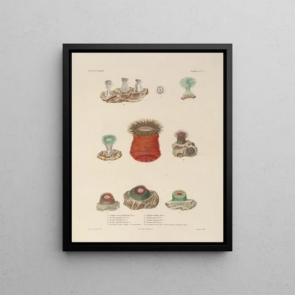 Voyage autour du monde Pl090 - Louis-Isidore Duperrey — framed artwork on a wall