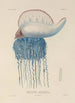 Voyage around the World Pl091 - Louis-Isidore Duperrey — artwork view