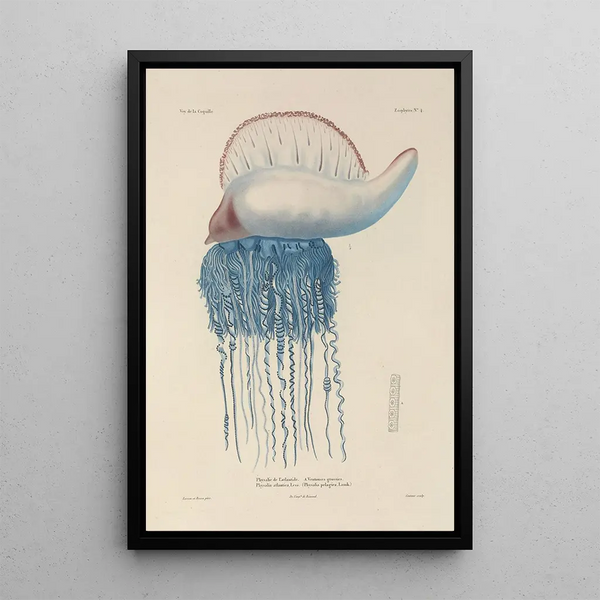 Voyage around the World Pl091 - Louis-Isidore Duperrey — framed artwork on a wall