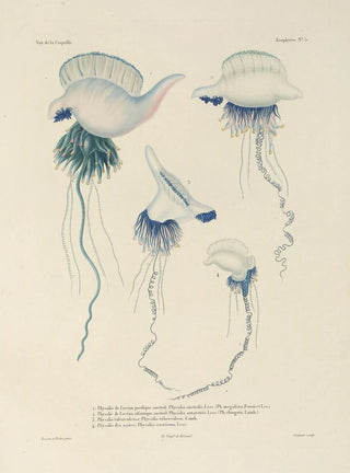 LouisIsidore Duperrey - Voyage autour du monde Pl092.webp