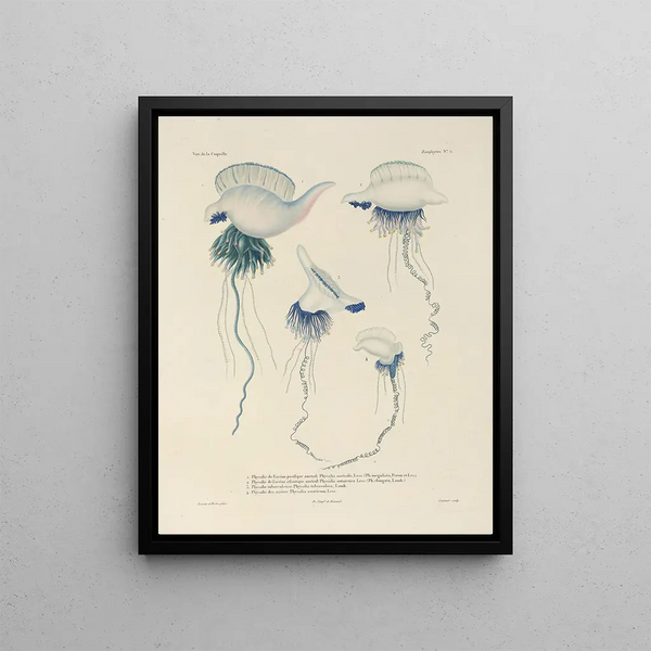Voyage around the World Pl092 - Louis-Isidore Duperrey — framed artwork on a wall