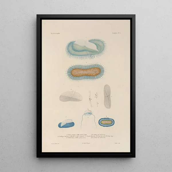 Voyage autour du monde Pl093 - Louis-Isidore Duperrey — framed artwork on a wall