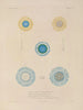 Voyage autour du monde Pl094 - Louis-Isidore Duperrey — artwork view