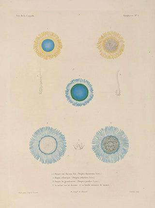 LouisIsidore Duperrey - Voyage autour du monde Pl094.webp