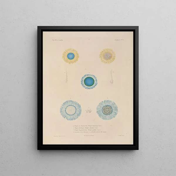 Voyage autour du monde Pl094 - Louis-Isidore Duperrey — framed artwork on a wall